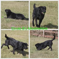 Jägermeister, a male Labrador Retriever for sale in Eatonville, WA – 5 of 6