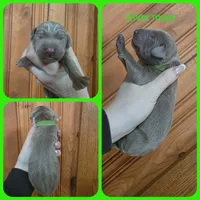 Kiwi, a male Labrador Retriever for sale in Eatonville, WA – 4 of 4