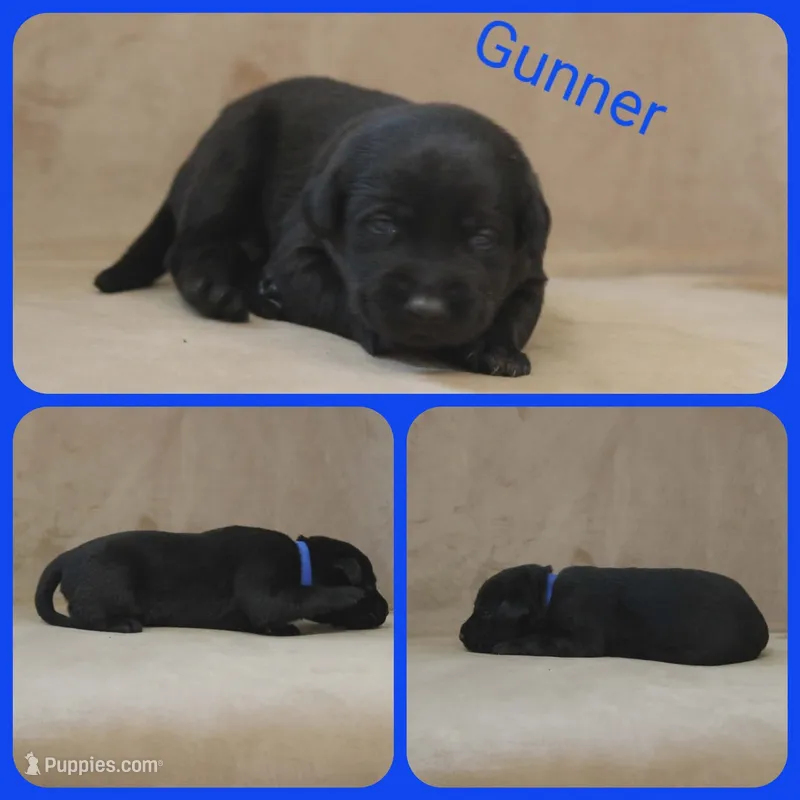Gunner – Labrador Retriever puppy for sale in Eatonville, WA