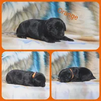 Orange , a female Labrador Retriever for sale in Eatonville, WA – 2 of 4