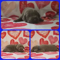 Pear, a male Labrador Retriever for sale in Eatonville, WA – 3 of 4