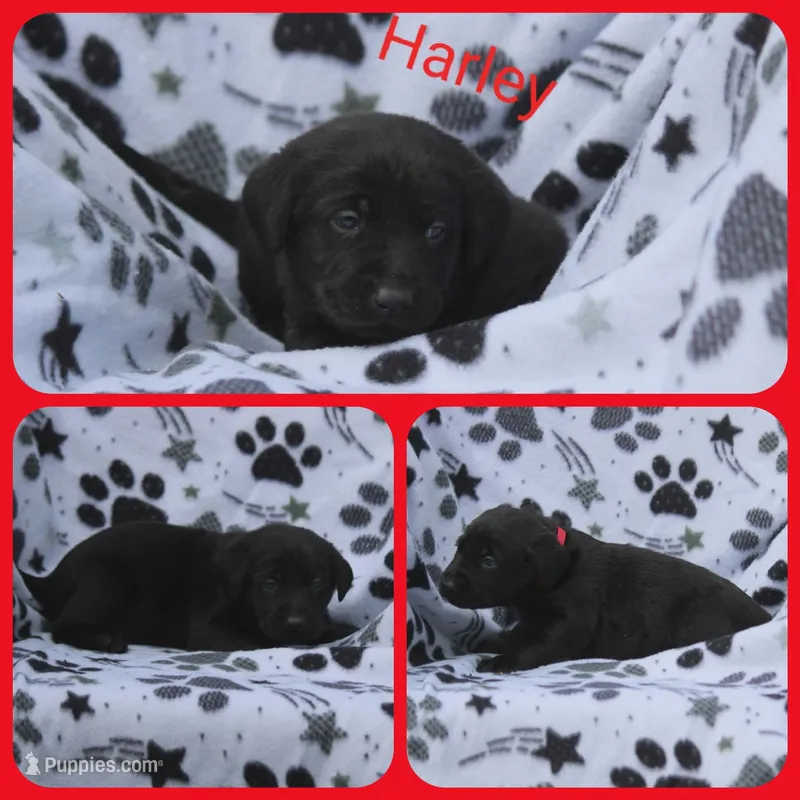 Harley – Labrador Retriever puppy for sale in Eatonville, WA