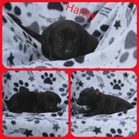 Harley, a male Labrador Retriever for sale in Eatonville, WA – 2 of 6