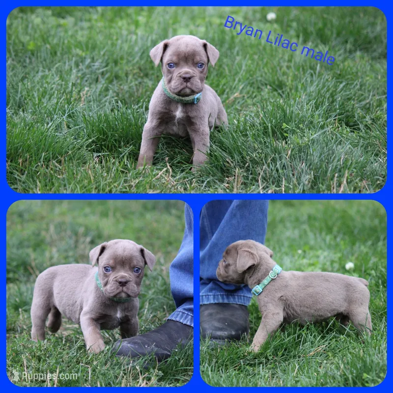 Bryan – Olde English Bulldogge puppy for sale in Eatonville, WA