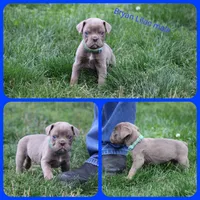 Bryan, a male Olde English Bulldogge for sale in Eatonville, WA – 2 of 7