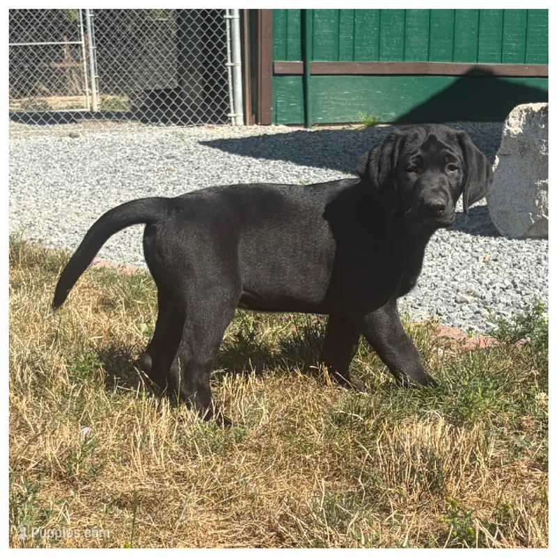 Harley – Labrador Retriever puppy for sale in Eatonville, WA