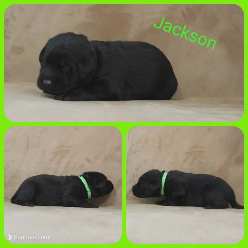Jackson – Labrador Retriever puppy for sale in Eatonville, WA