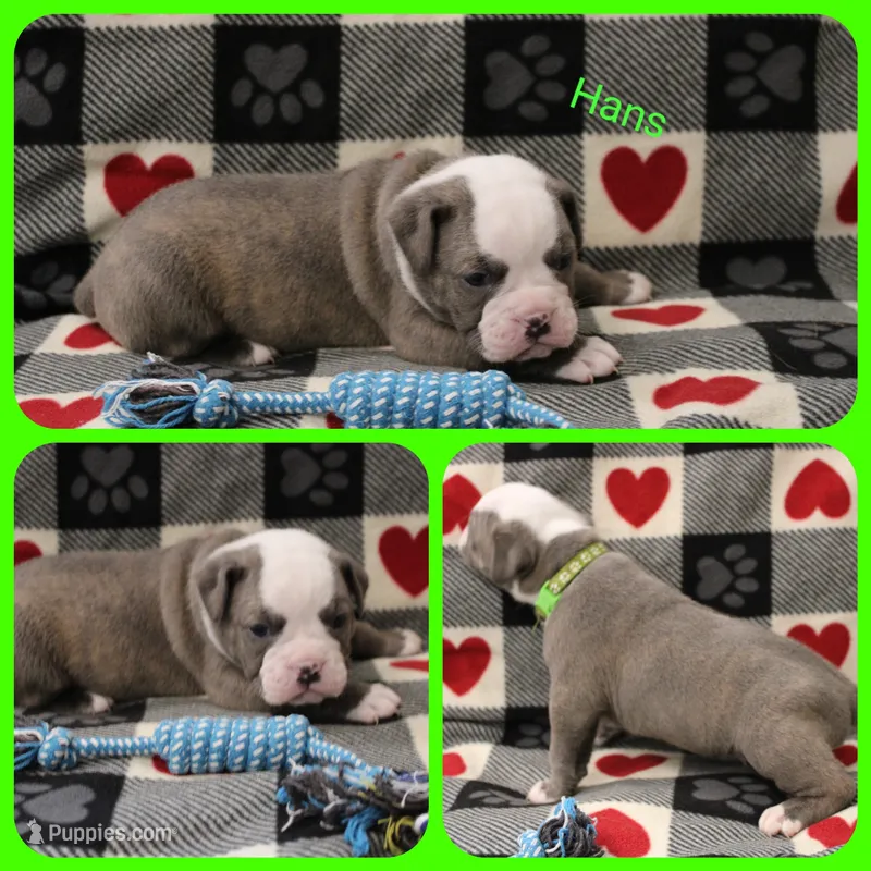 Hans – Olde English Bulldogge puppy for sale in Eatonville, WA