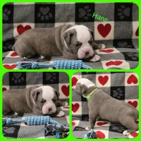 Hans, a male Olde English Bulldogge for sale in Eatonville, WA – 1 of 3