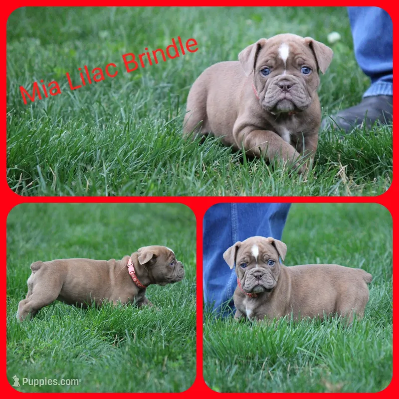 Mia – Olde English Bulldogge puppy for sale in Eatonville, WA