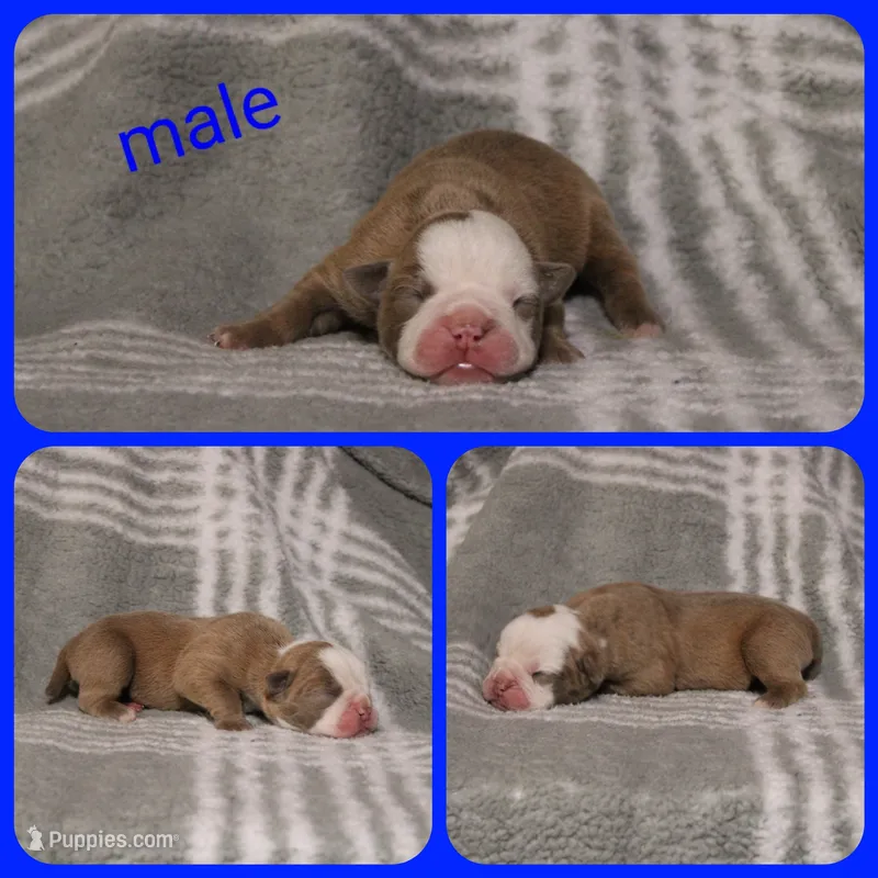 3 – Olde English Bulldogge puppy for sale in Eatonville, WA
