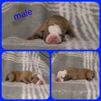 Dom, a male Olde English Bulldogge for sale in Eatonville, WA – 2 of 3