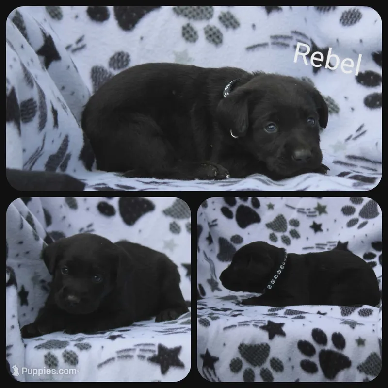 Rebel – Labrador Retriever puppy for sale in Eatonville, WA