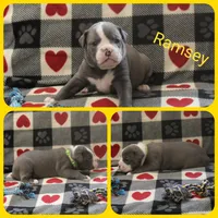 Ramsey , a female Olde English Bulldogge for sale in Eatonville, WA – 1 of 3