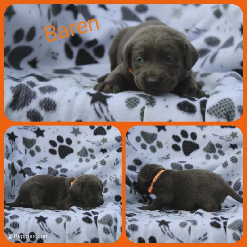Baren – Labrador Retriever puppy for sale in Eatonville, WA
