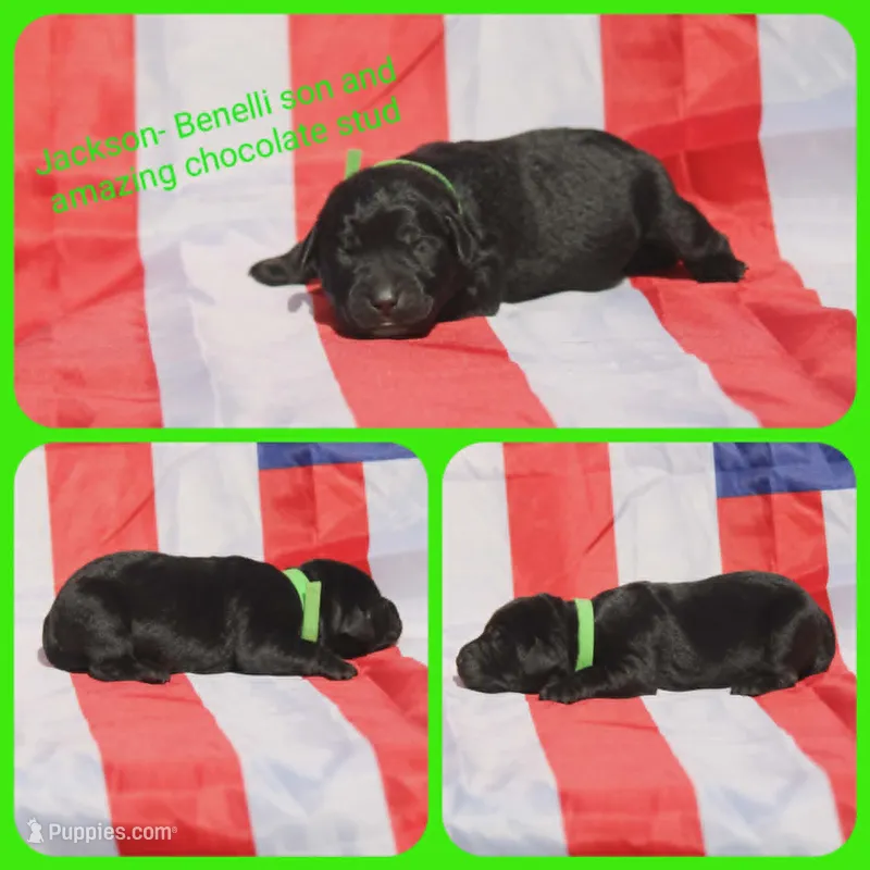 Jackson – Labrador Retriever puppy for sale in Eatonville, WA