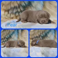 Pear, a male Labrador Retriever for sale in Eatonville, WA – 2 of 4