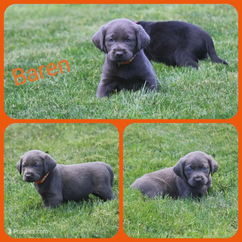 Baren – Labrador Retriever puppy for sale in Eatonville, WA