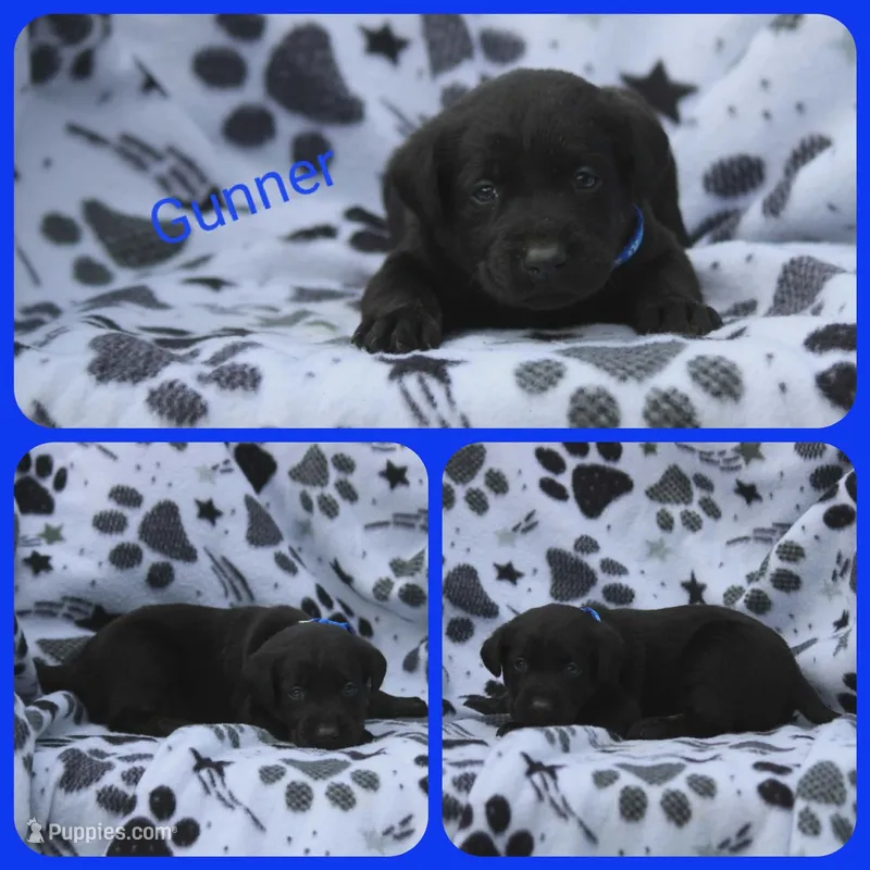 Gunner – Labrador Retriever puppy for sale in Eatonville, WA