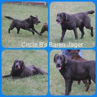 Mrs Orange, a female Labrador Retriever for sale in Eatonville, WA – 3 of 4
