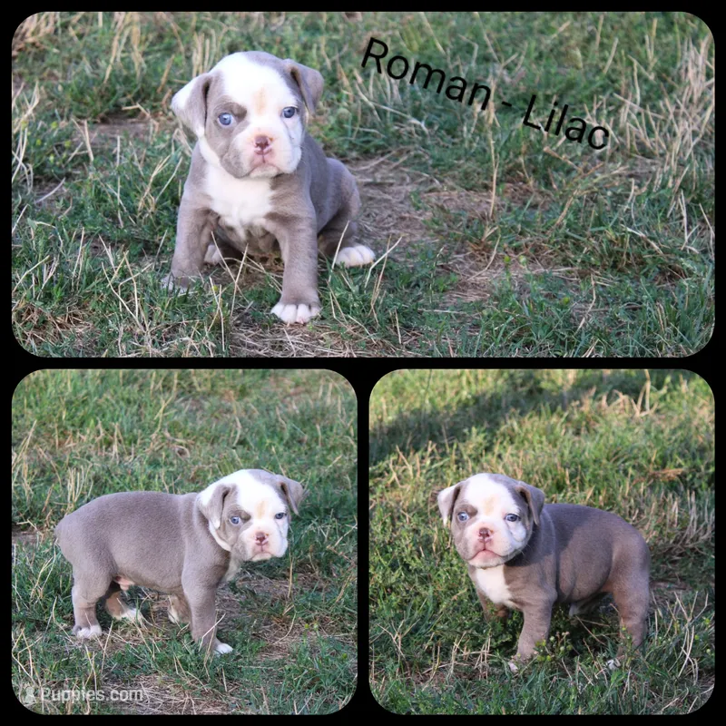 Roman – Olde English Bulldogge puppy for sale in Eatonville, WA