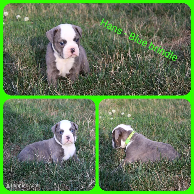 Hans – Olde English Bulldogge puppy for sale in Eatonville, WA