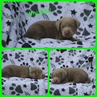 Whiskey, a male Labrador Retriever for sale in Eatonville, WA – 2 of 6