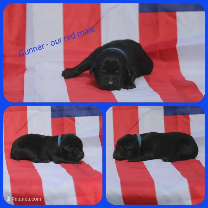 Gunner – Labrador Retriever puppy for sale in Eatonville, WA