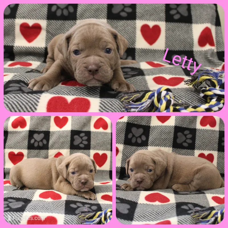 Letty  – Olde English Bulldogge puppy for sale in Eatonville, WA