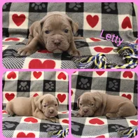 Letty , a female Olde English Bulldogge for sale in Eatonville, WA – 1 of 3