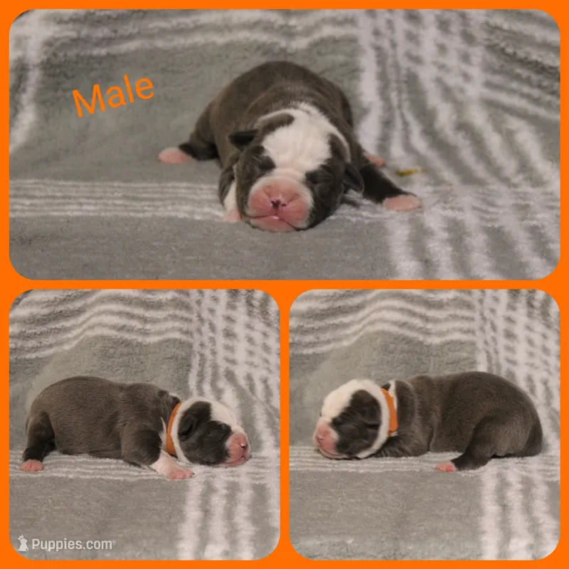 5 – Olde English Bulldogge puppy for sale in Eatonville, WA
