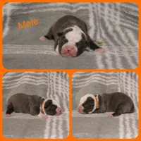 Jesse, a male Olde English Bulldogge for sale in Eatonville, WA – 2 of 3