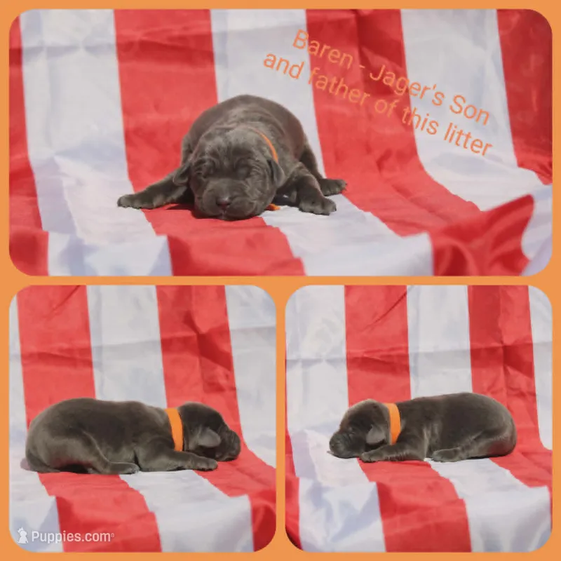 Baren – Labrador Retriever puppy for sale in Eatonville, WA