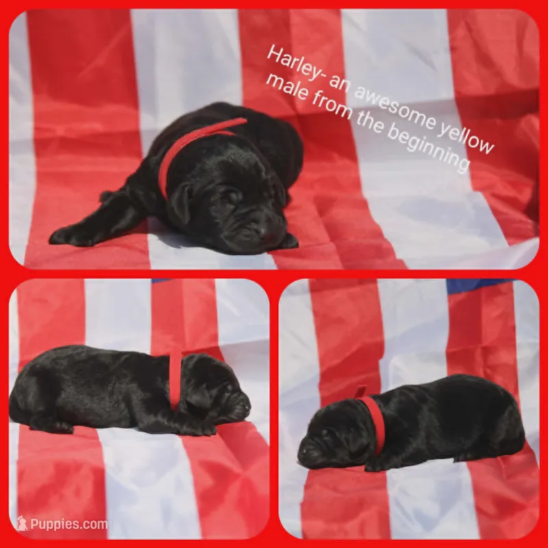 Harley – Labrador Retriever puppy for sale in Eatonville, WA