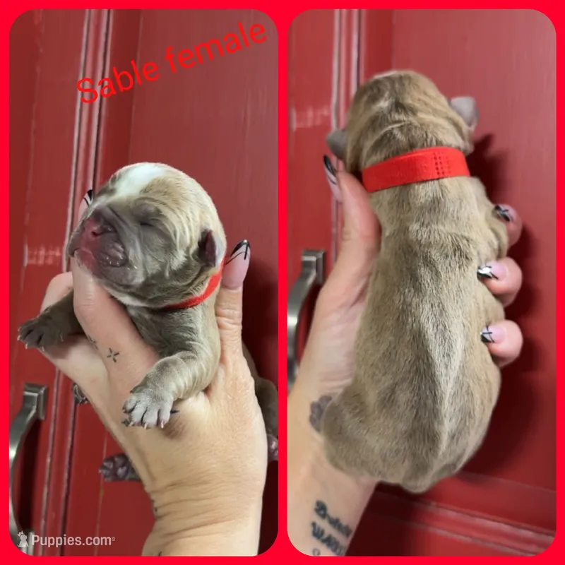 9 – Olde English Bulldogge puppy for sale in Eatonville, WA