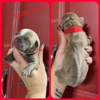 9, a female Olde English Bulldogge for sale in Eatonville, WA – 1 of 1