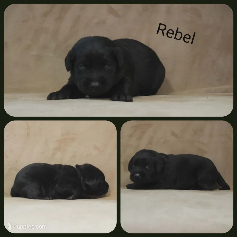 Rebel – Labrador Retriever puppy for sale in Eatonville, WA