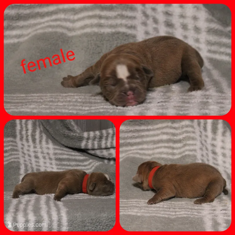 9 – Olde English Bulldogge puppy for sale in Eatonville, WA