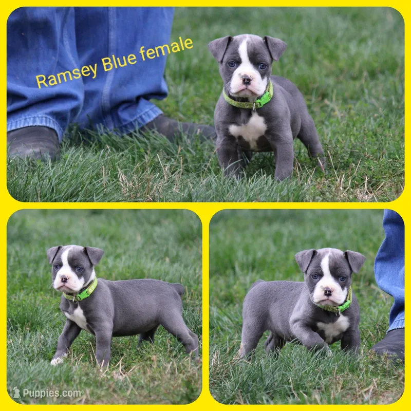 Ramsey  – Olde English Bulldogge puppy for sale in Eatonville, WA