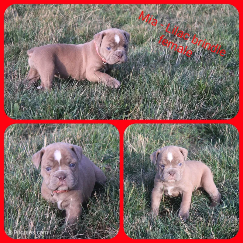 Mia – Olde English Bulldogge puppy for sale in Eatonville, WA