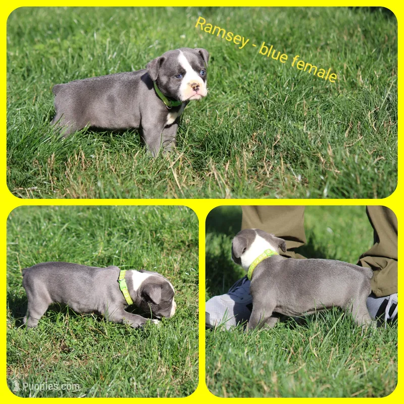 Ramsey  – Olde English Bulldogge puppy for sale in Eatonville, WA