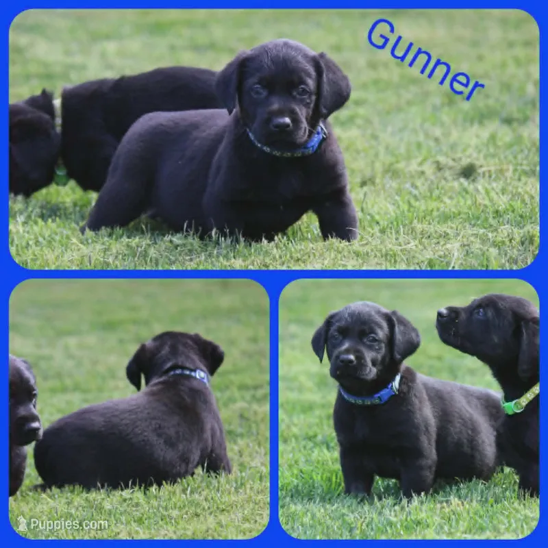 Gunner – Labrador Retriever puppy for sale in Eatonville, WA