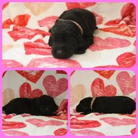 Mrs Orange, a female Labrador Retriever for sale in Eatonville, WA – 2 of 4