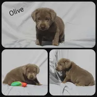 Olive, a male Labrador Retriever for sale in Eatonville, WA – 1 of 4