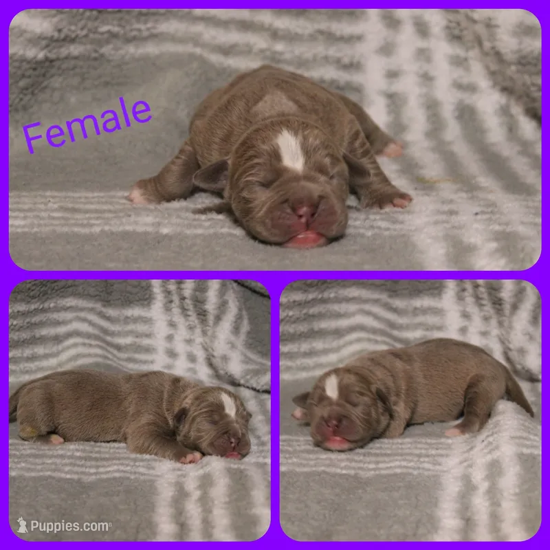 7 – Olde English Bulldogge puppy for sale in Eatonville, WA