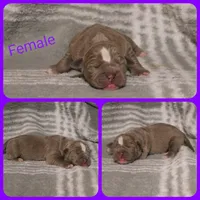 Gizele , a female Olde English Bulldogge for sale in Eatonville, WA – 2 of 3