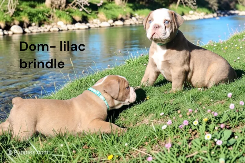 Dom – Olde English Bulldogge puppy for sale in Eatonville, WA