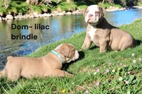 Dom, a male Olde English Bulldogge for sale in Eatonville, WA – 1 of 7