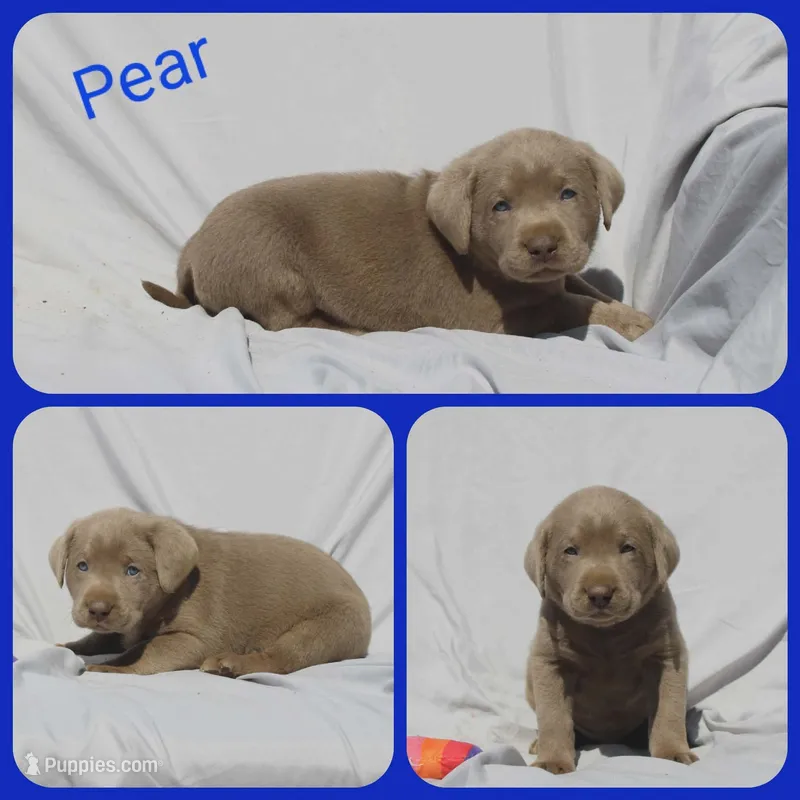 Pear – Labrador Retriever puppy for sale in Eatonville, WA