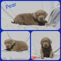 Pear, a male Labrador Retriever for sale in Eatonville, WA – 1 of 4